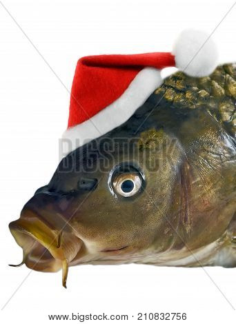 Christmas Carp Fish In Santa Red Hat