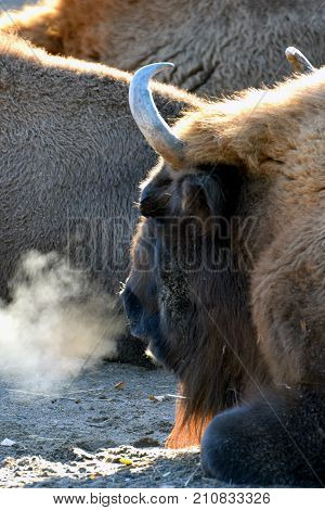 European bison Bison bonasus lying with steamy breath on a cold morning.