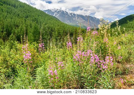 Chamaenerion Angustifolium On Mountain. View Of North-chuiskiy Range. Altai Republic, Russia