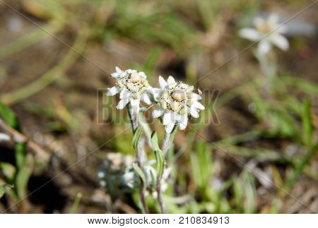 Leontopodium Ochroleucum