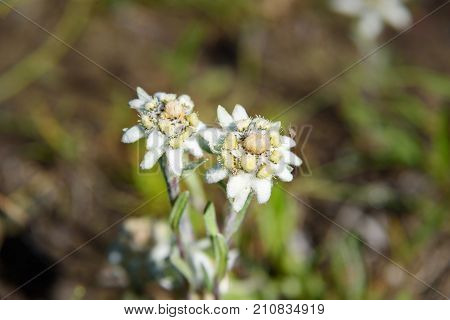 Leontopodium Ochroleucum