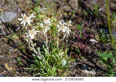 Leontopodium Ochroleucum