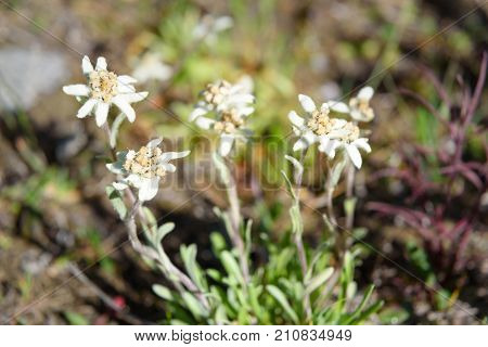 Leontopodium Ochroleucum