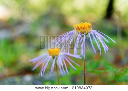 Aster Alpinus Flower In Aktru Valley. Altai Republic. Russia