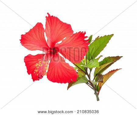 red hibiscus or chaba flower with green leaves isolated on white background