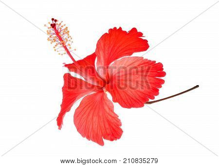 red hibiscus or chaba flower isolated on white background