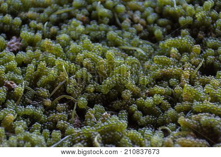 Green caviar seaweed from a farm fresh and unclean.