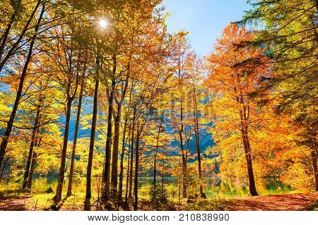 Yellow Autumn Trees On The Coast Of Lake In Austrian Alps.
