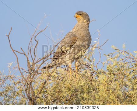 A Pale Chanting Goshawk in the Kgalagadi Transfrontier Park straddling South Africa and Botswana.