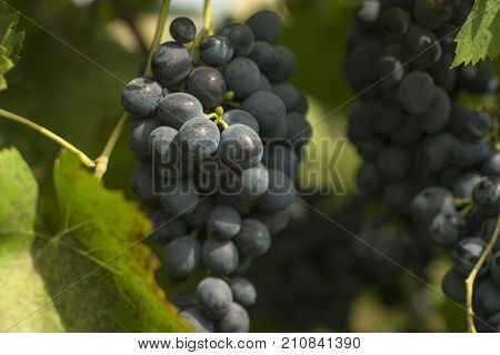 Grapes in vineyard. Autumn season. Sweet fod
