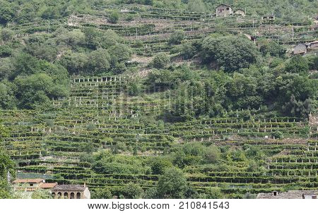 Vineyard Grapevine Plantation In Aosta Valley