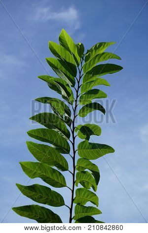 fresh green Annona squamosa leaves in nature garden