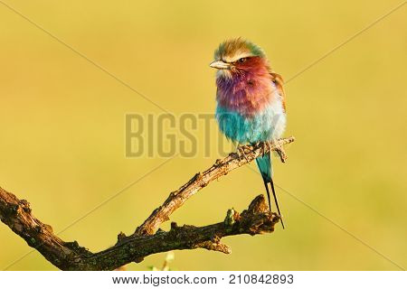 Lilac breasted roller perched on a branch photographed with a monochrome background