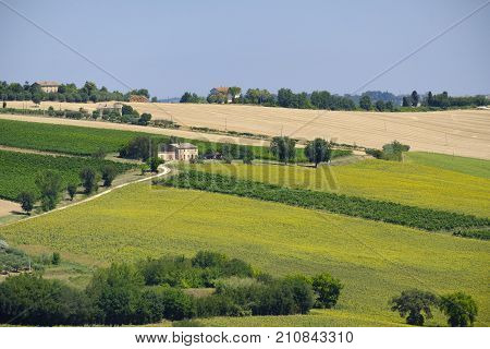Rural landscape along the road from Appignano to Montecassiano (Ancona Marches Italy) at summer.