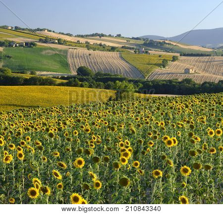 Rural landscape along the road from Filottrano to Appignano (Ancona Marches Italy) at summer.