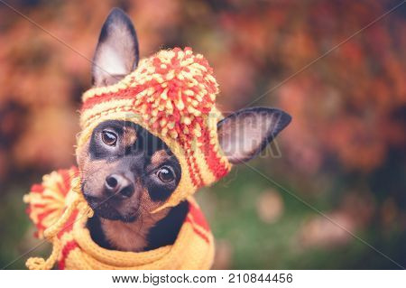 Beautiful dog, a puppy in a yellow scarf with pampons sitting on a background of autumn foliage. Space for text. Lovely, funny puppy