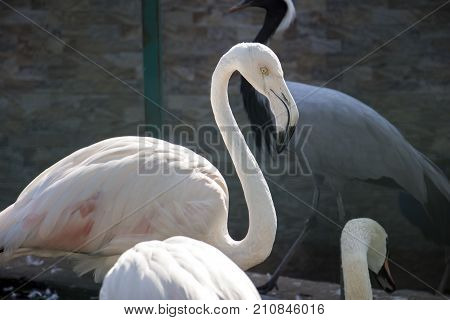 Pink big bird Big flamingo in the water Animal world of animal origin.