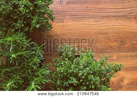 Rosemary, thyme in pot. Potted fresh green herbs on wooden kitchen table .