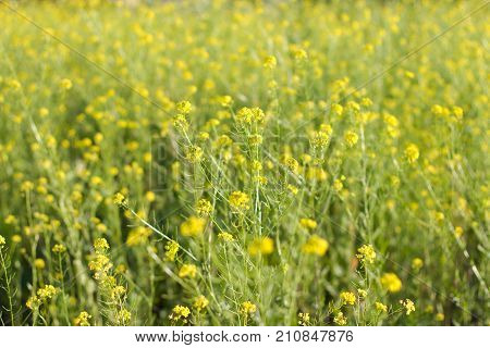 The Field Is Covered With Yellow Flowers. Sunset Light.