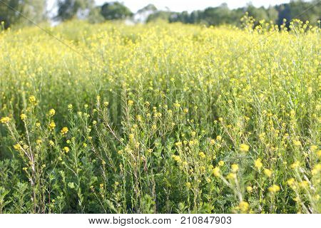 The Field Is Covered With Yellow Flowers. Sunset Light.