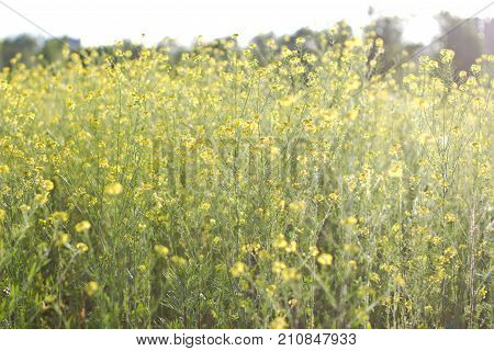 The Field Is Covered With Yellow Flowers. Sunset Light.