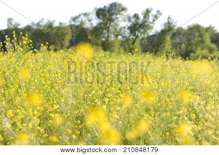 The Field Is Covered With Yellow Flowers. Sunset Light.