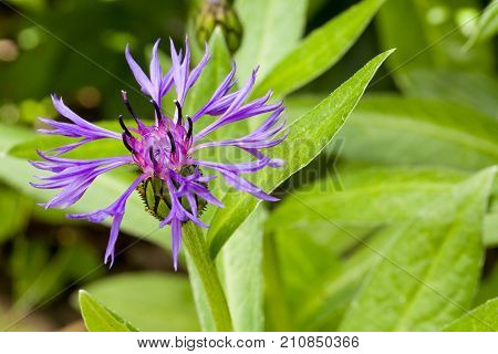 Close up of purple blossom of centaurea montana mountain cornflower with natural green background with copyspace. Selective focus. Shallow depth of field.