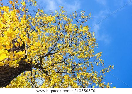 Yellow autumn leaves on the background of the blue sky