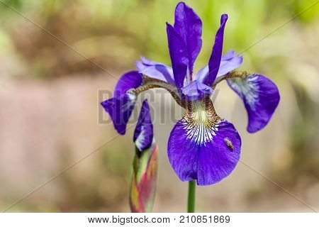 Closeup of blooming purple Iris sibirica sibirian iris with little fly in front of natural green and brown background. Selective focus. Shallow depth of field.