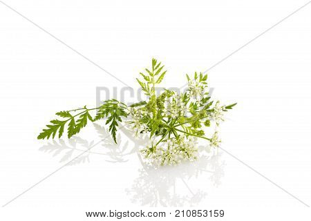 Wild chervil plant isolated on white background. Culinary cooking herbs.