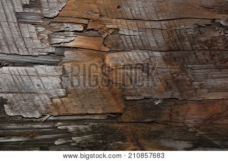 Black wood texture or wooden background with grey wood