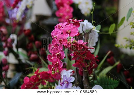 Orchid Flower In Thailand