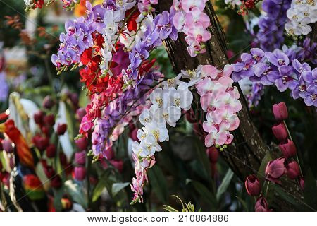 This Is A Picture Of Orchid Flower Which Is Plant In Norhern Of Thailand