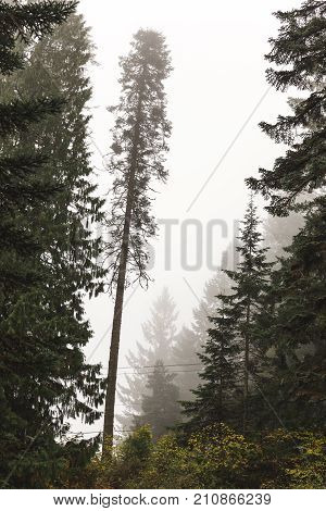 Tall Tree In Foggy Forest