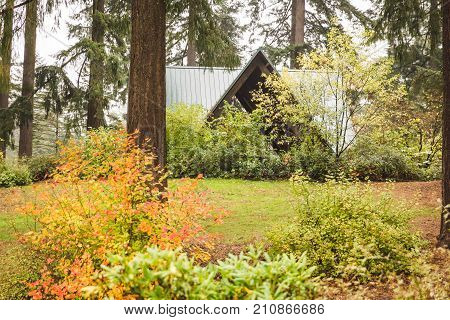 Angular structure in lush green forest on a rainy day.