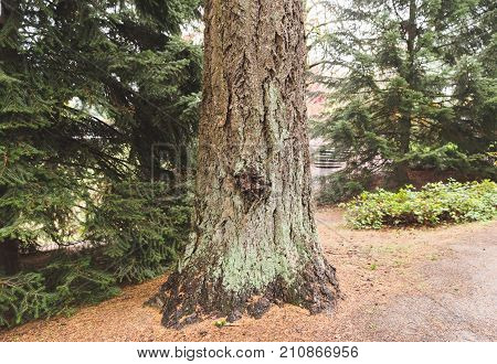 Trunk of a huge tree with lychen or moss and thick bark.