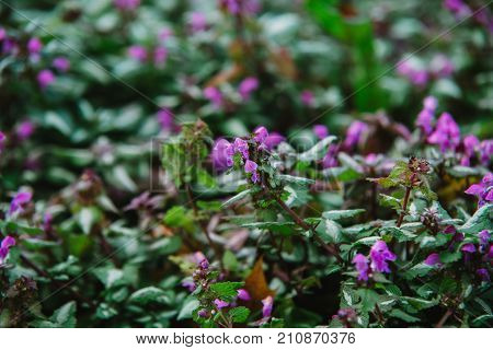 Close Up On Flowers Of Laminum Maculatum