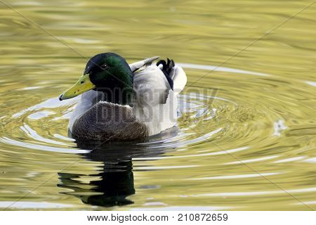 Swimming Mallard  / Wild Duck during sunset - Bedfont Lakes Country Park