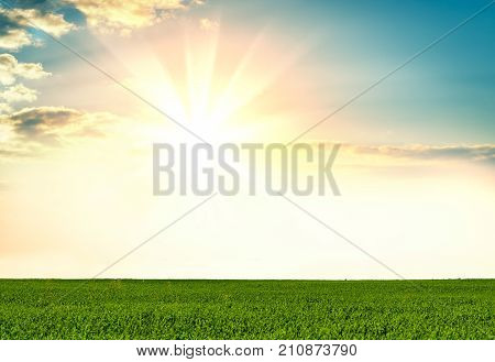 Green grass on background beautiful sunset orv sunrise