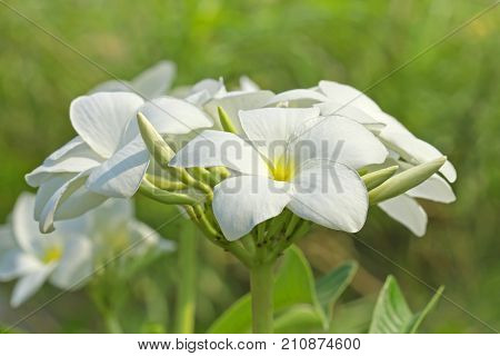 White-Yellow Leelawadee (Plumeria Pudica)  in the garden