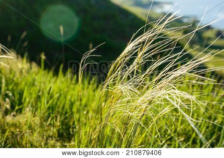 Field with wild feather grass on sunny day rural nature concept