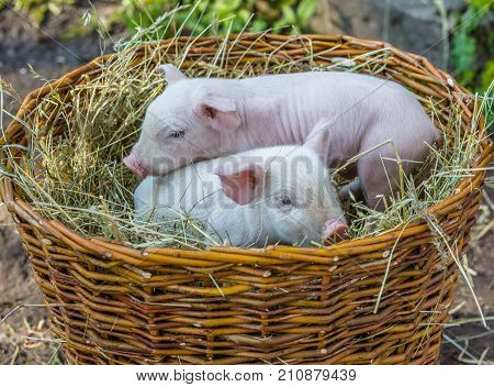 Two pigs in a basket with hay