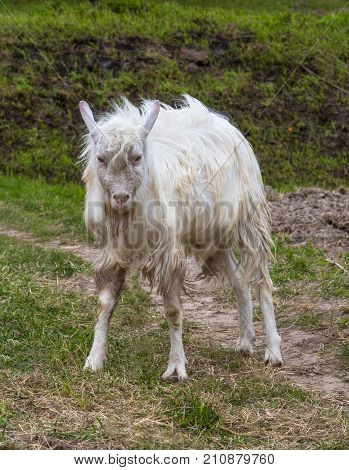Summer is in full swing. A young white goat eats high juicy grass