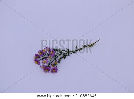 Shrub Aster with pink flowers lies on white fragile fluffy snow