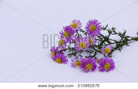 Shrub Aster with pink flowers lies on white fragile fluffy snow