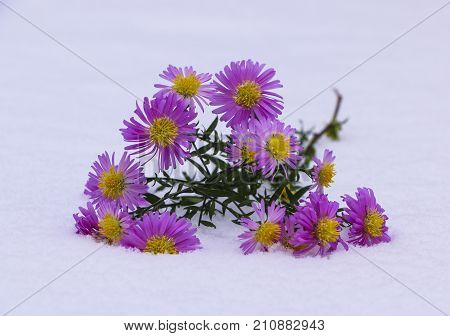 Shrub Aster with pink flowers lies on white fragile fluffy snow