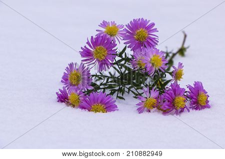 Shrub Aster with pink flowers lies on white fragile fluffy snow