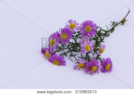Shrub Aster with pink flowers lies on white fragile fluffy snow