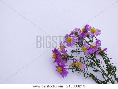 Shrub Aster with pink flowers lies on white fragile fluffy snow
