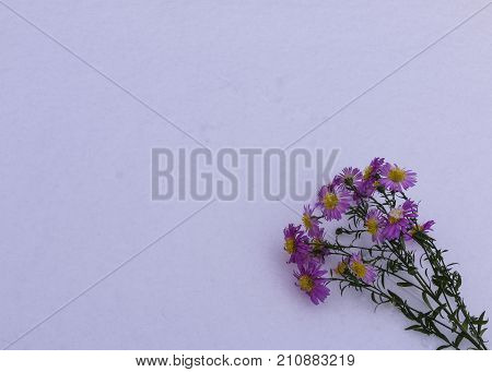 Shrub Aster with pink flowers lies on white fragile fluffy snow